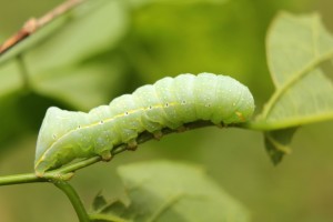 Caterpillar, ©Lisa Brown