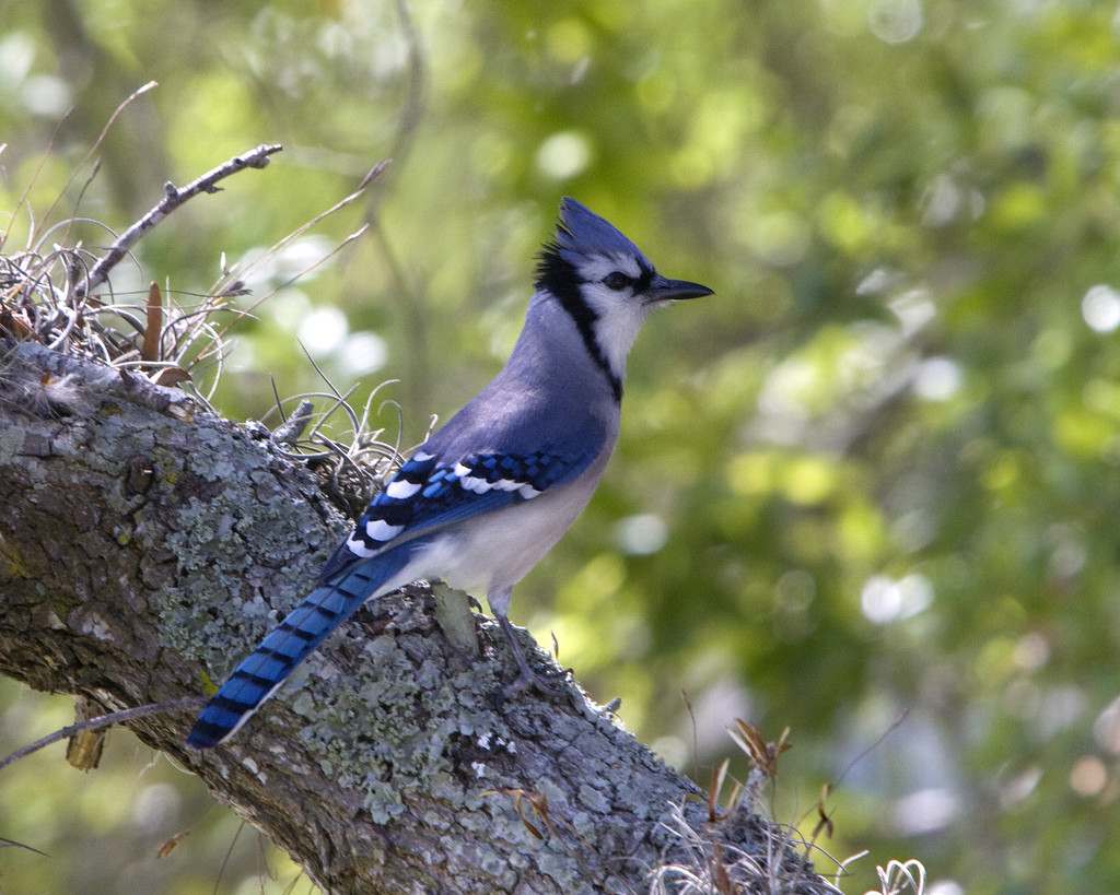bluejay for Saturday