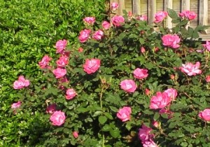 Front Yard Roses