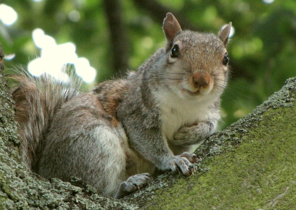 2011.06.19_gray_squirrel,_Kensington_Gardens,_London,_UK_008cc