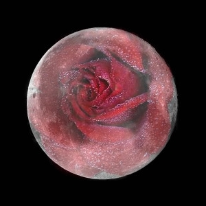 another_take_on_rose_and_moon_by_desolate_inspiration