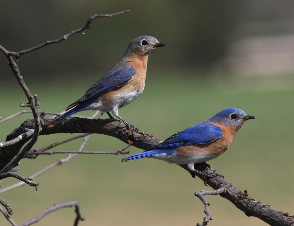 pair blue birds